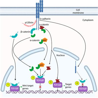 Adherens junction proteins on the move—From the membrane to the nucleus in intestinal diseases